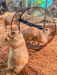 -Zoolung Zoolung动物主题公园(海信广场店)