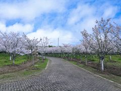 -上海海湾国家森林公园