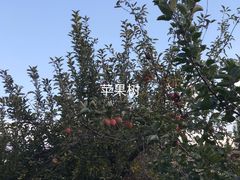 -马白开来特色羊排揪片子  (总店)