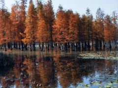 -白鹭湾湿地公园