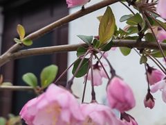 -青果巷历史文化街区