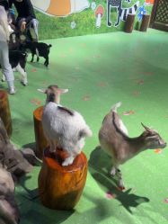 -酷嗒动物文化乐园(cutezoo西溪乐天城店)