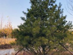 -永定河休闲森林公园