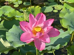 -莲花池公园