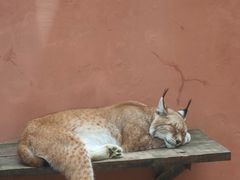 -青藏高原野生动物园