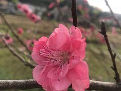 -红山村