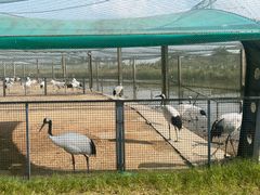 -盐城丹顶鹤湿地生态旅游区