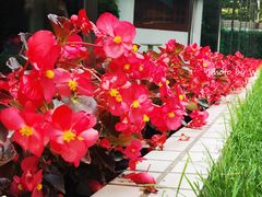 -亮马河饭店翠雅咖啡厅