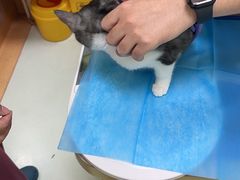 -瑞鹏宠物医院·宠保定点·心脏科·内科(御桥分院)