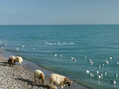 -青海湖国家重点风景名胜区