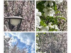 -海棠花溪(元大都城垣遗址公园)