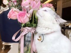 -伟伟宠物医院·瑞派猫友好医院·猫科(光谷店)