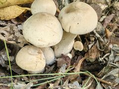 -广州白江湖森林公园