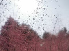 -南湖湿地公园