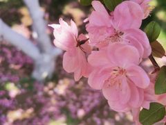 -海棠花溪(元大都城垣遗址公园)