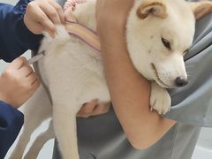-谐和益家动物医院·免疫绝育·血液透析·宠保定点医院(高新伊藤分院)