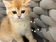 -lincat·猫舍(广州店)