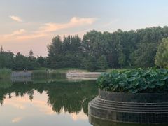 -大望京公园