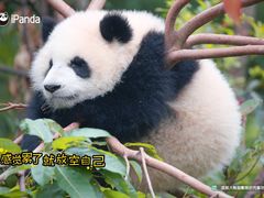 -万达文华酒店·48F云端窗景美食汇自助餐厅