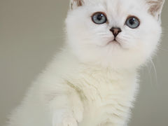 -lincat·猫舍(广州店)