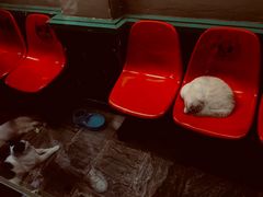 -猫咪博物馆(顶澳仔猫街店)