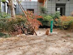 -西安外国语大学-学生食堂(栾树大道店)