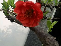 -稍可轩博物馆餐厅