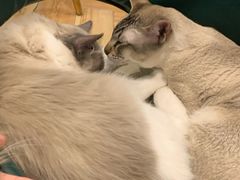 -遇见羊驼·奶狗咖·布偶猫咖·法斗柯基柴犬阿拉斯加(春熙路太古里IFS店)