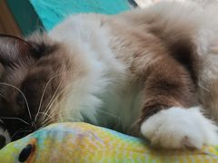 -猫在这儿猫咪咖啡馆·撸猫馆