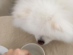 -凯瑞希宠物医院·狂犬免疫·微创·皮肤科