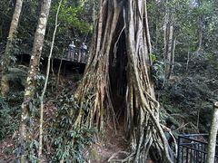 -中国科学院西双版纳热带植物园