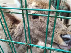 -武陵山森林公园