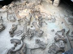 -自贡恐龙博物馆