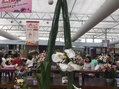 -荷兰花海