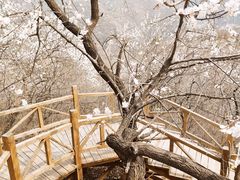 -大岭沟猕猴桃谷风景区
