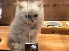 -袖虎·猫馆(体育西路店)