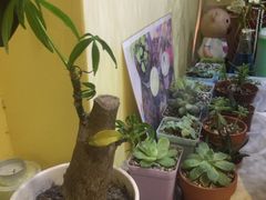 -志龙皇冠吃货椰子铺