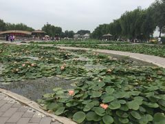 -白洋淀景区