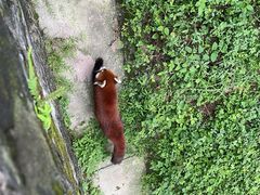 -都江堰中华大熊猫苑