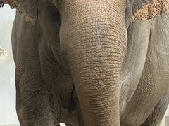 -合肥野生动物园