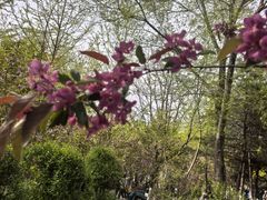 -长白岛森林公园