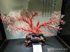 -绮丽珊瑚(台北101旗舰门市店)