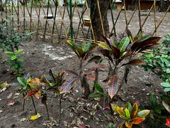 -北海金海湾红树林生态旅游区