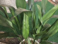 -ROSEONLY诺誓(青岛万象城店)