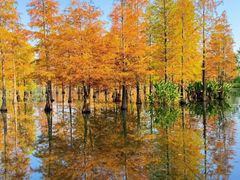 -白鹭湾湿地公园