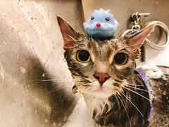 -PETKIT小佩宠物(古北店)