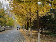 -长白岛森林公园