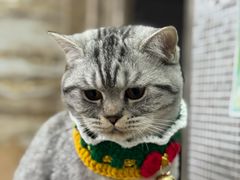 -艾贝尔宠物医院 ·内科全科(梁溪路店)