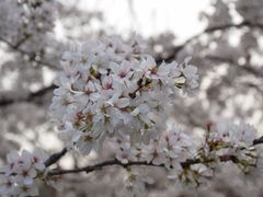 -西安青龙寺遗址景区