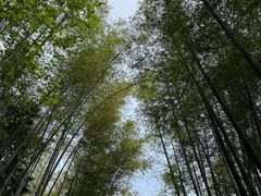 -缙云山景区